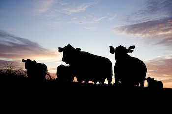 cattle-sunset.jpg